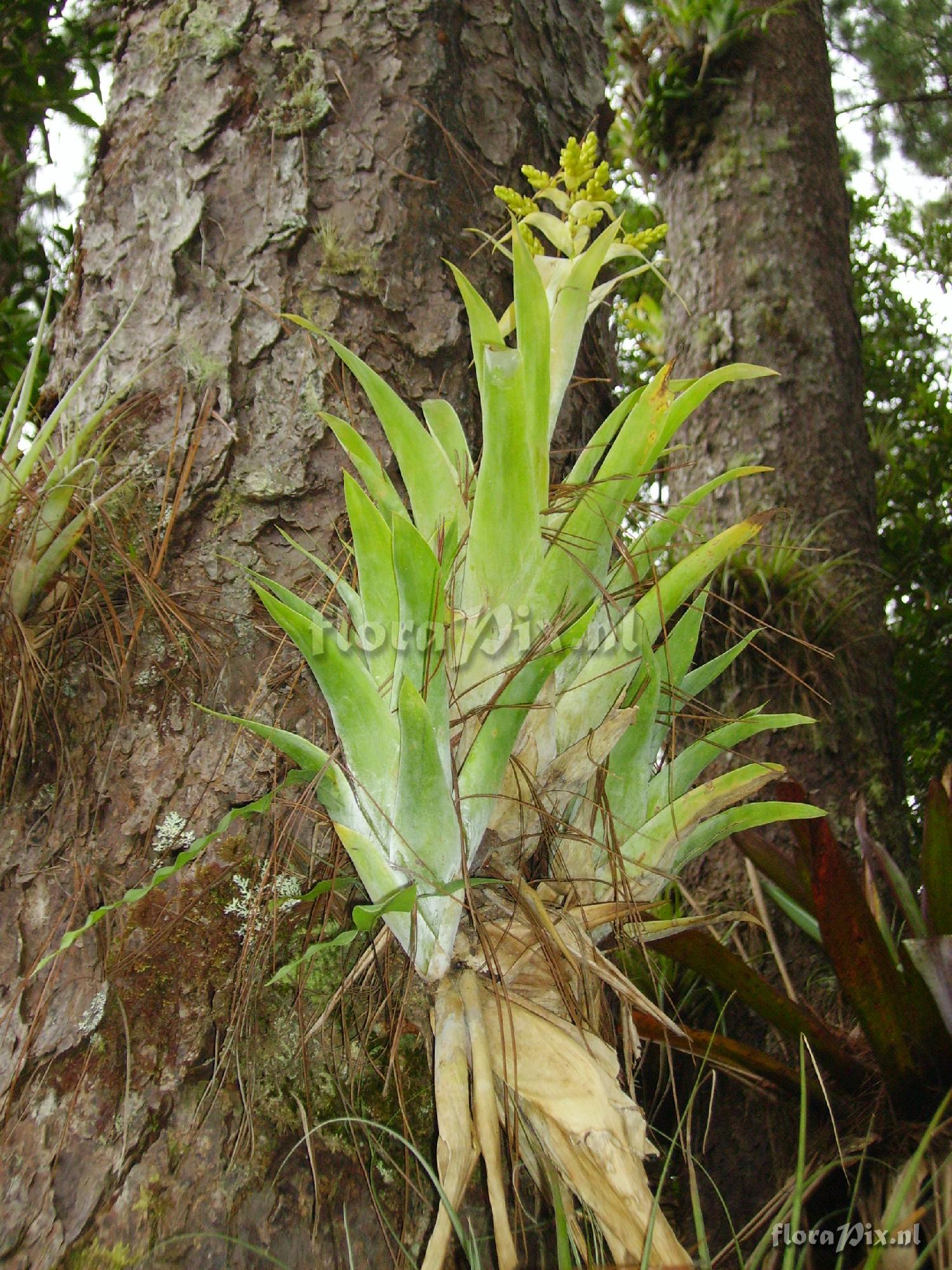 Catopsis oerstediana