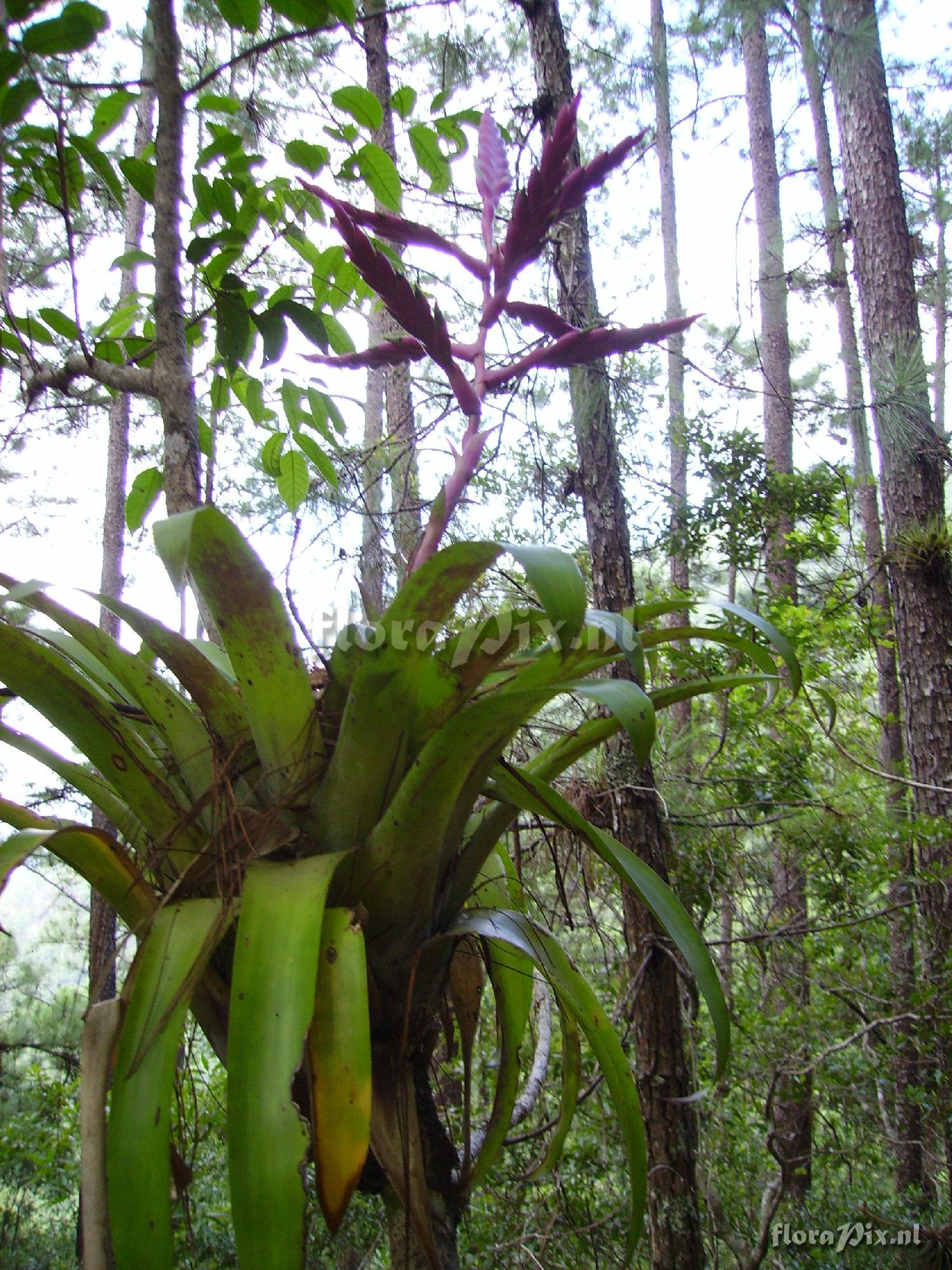 Tillandsia lucida