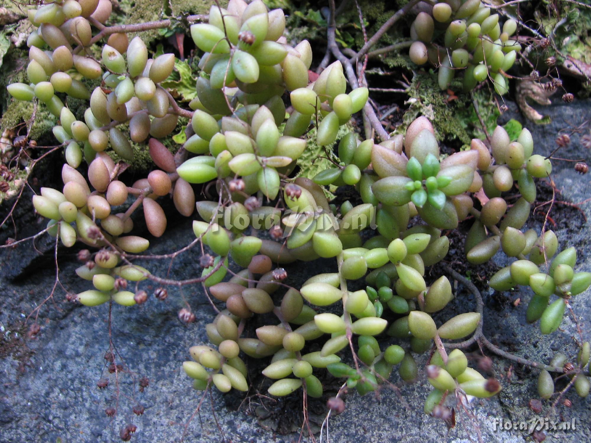 Monanthes laxiflora