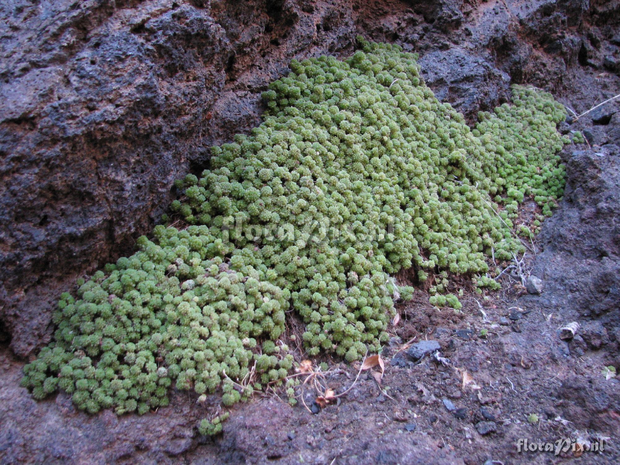 Monanthes polyphylla