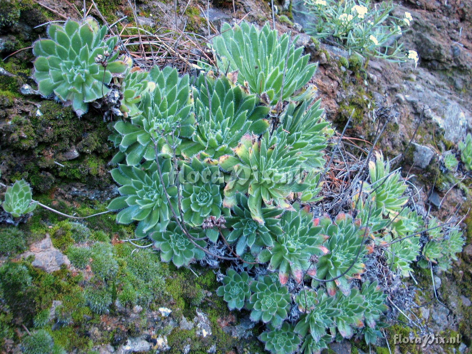 Aeonium simsii