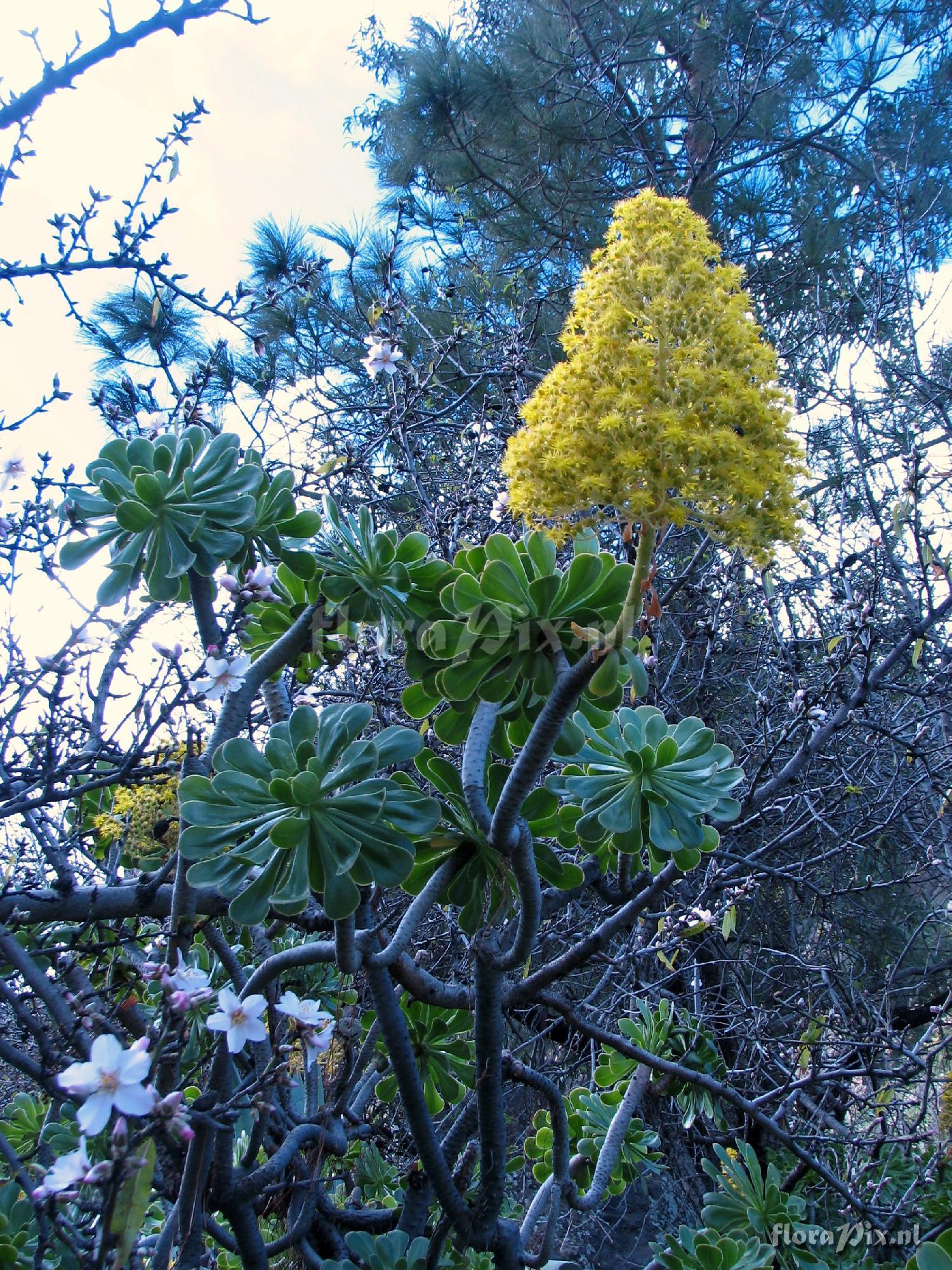 Aeonium manriqueorum