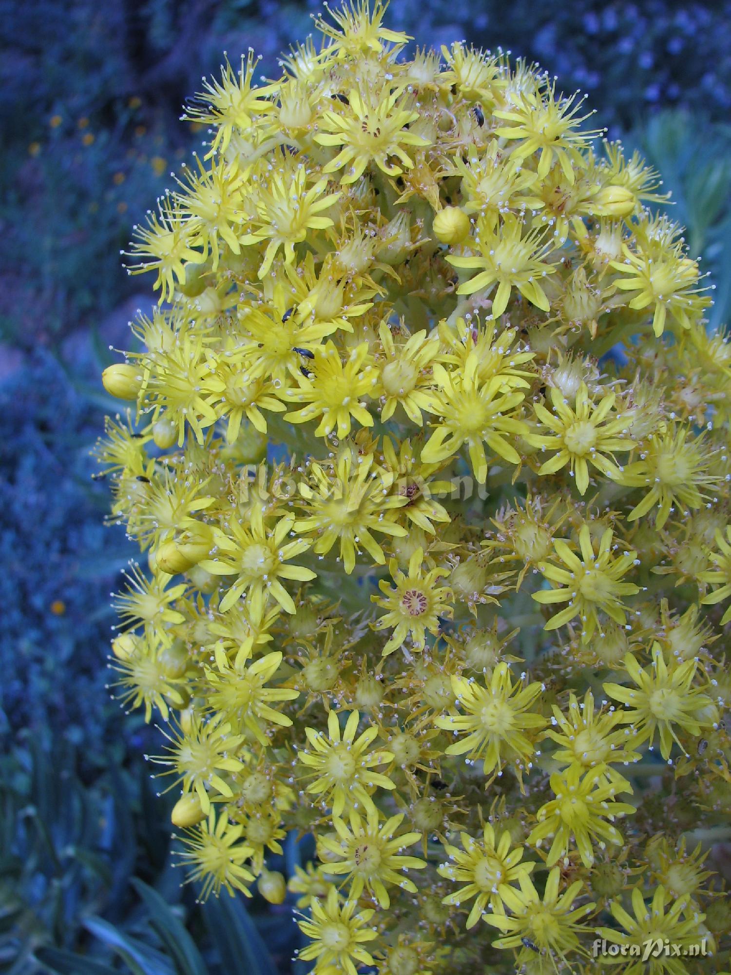 Aeonium manriqueorum