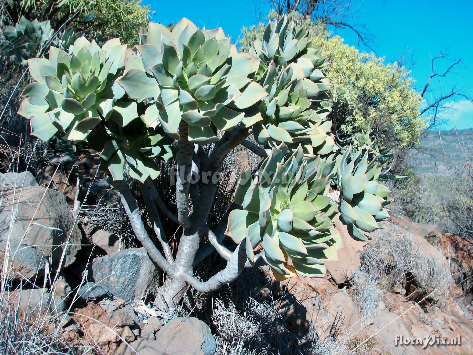 Aeonium cf. percarneum