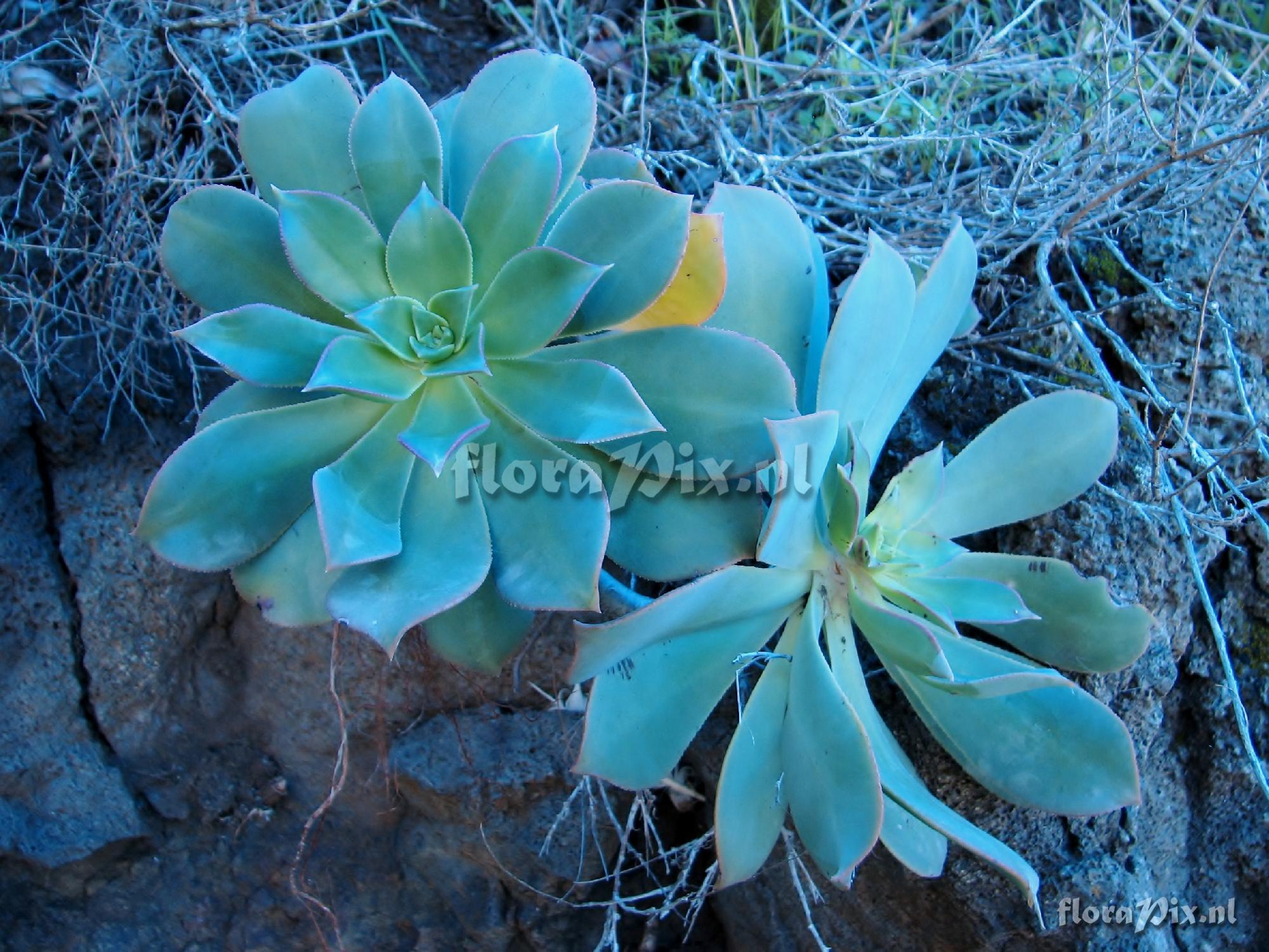 Aeonium percarneum