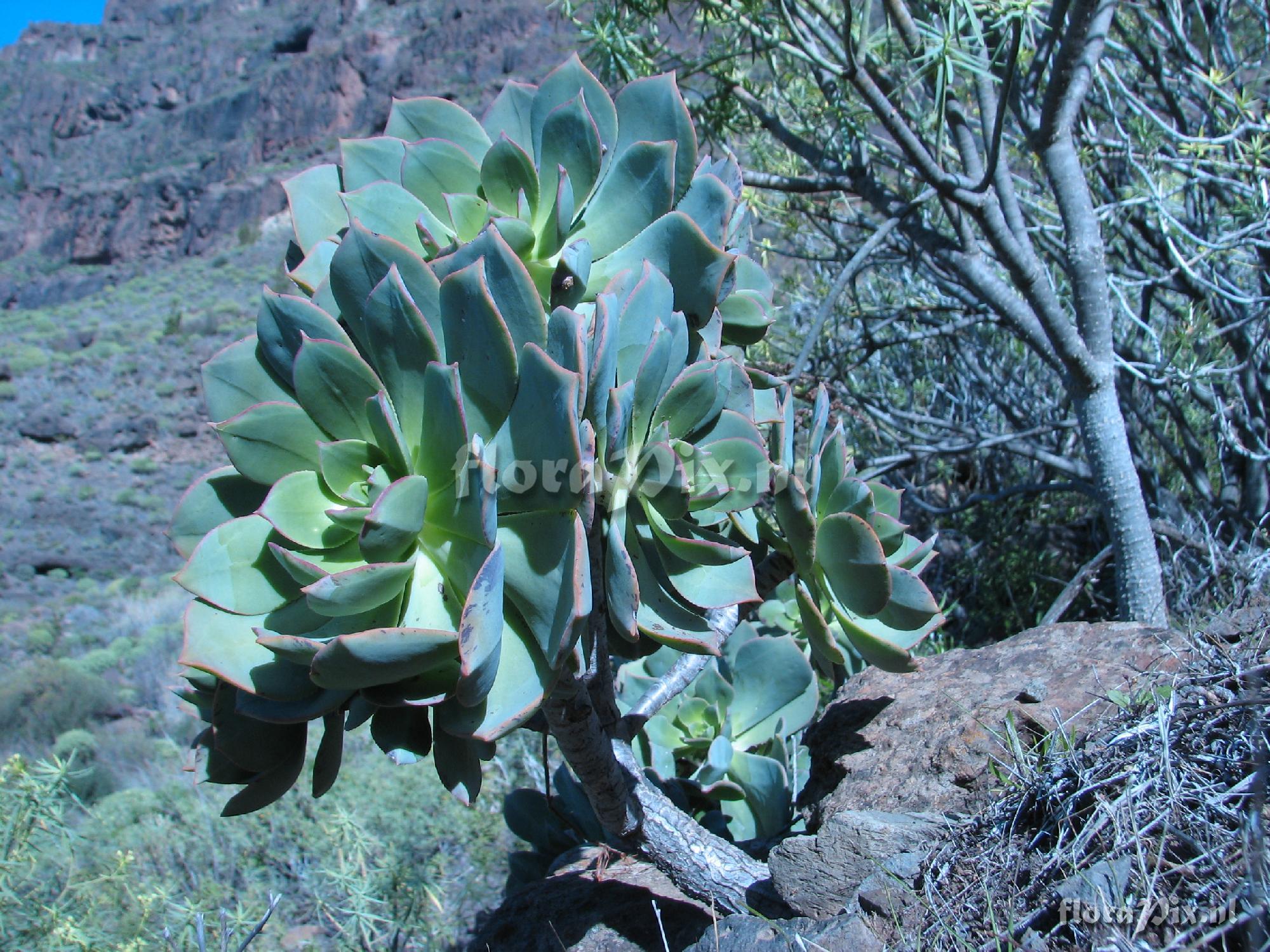 Aeonium percarneum