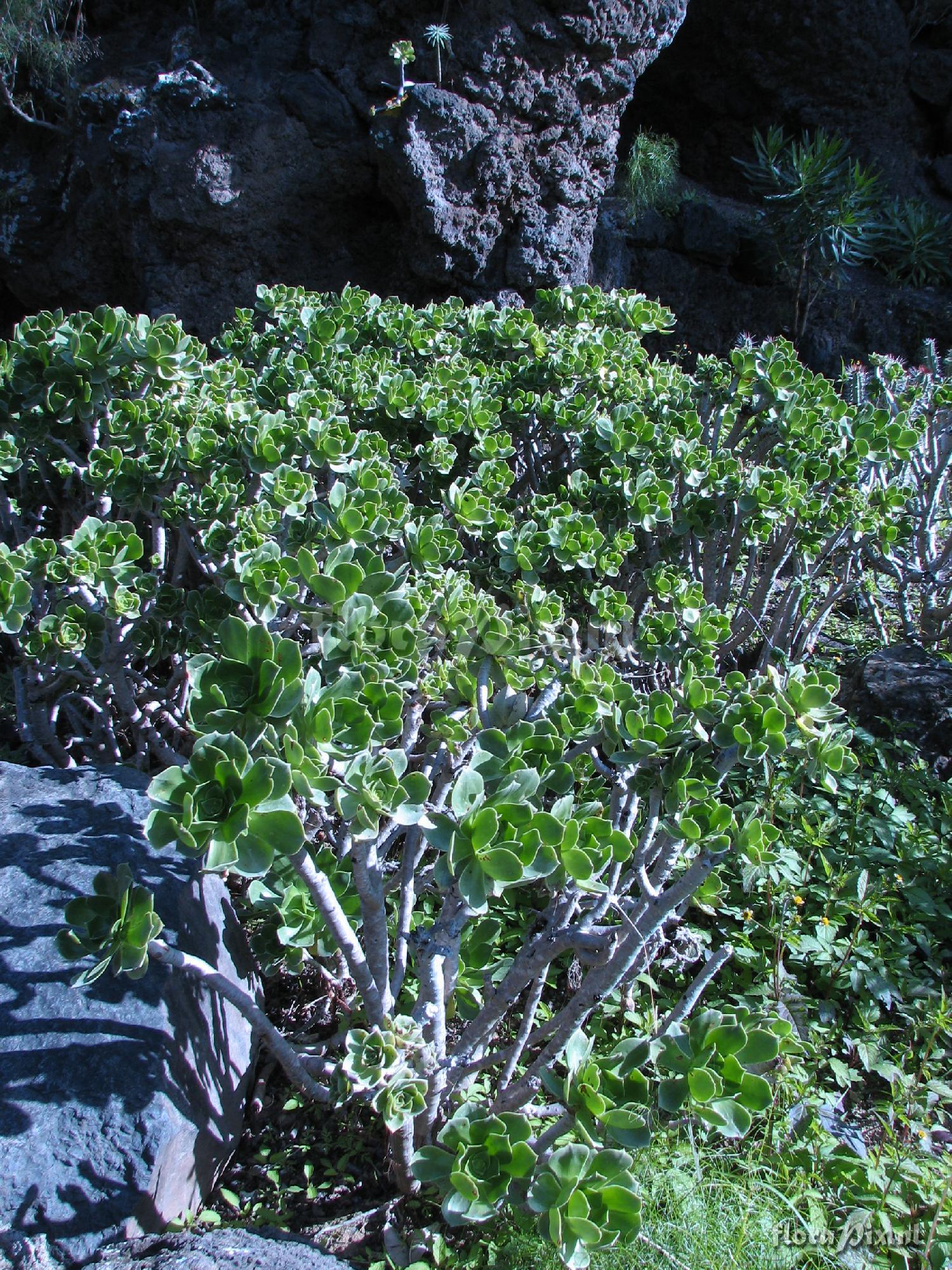 Aeonium balsamiferum