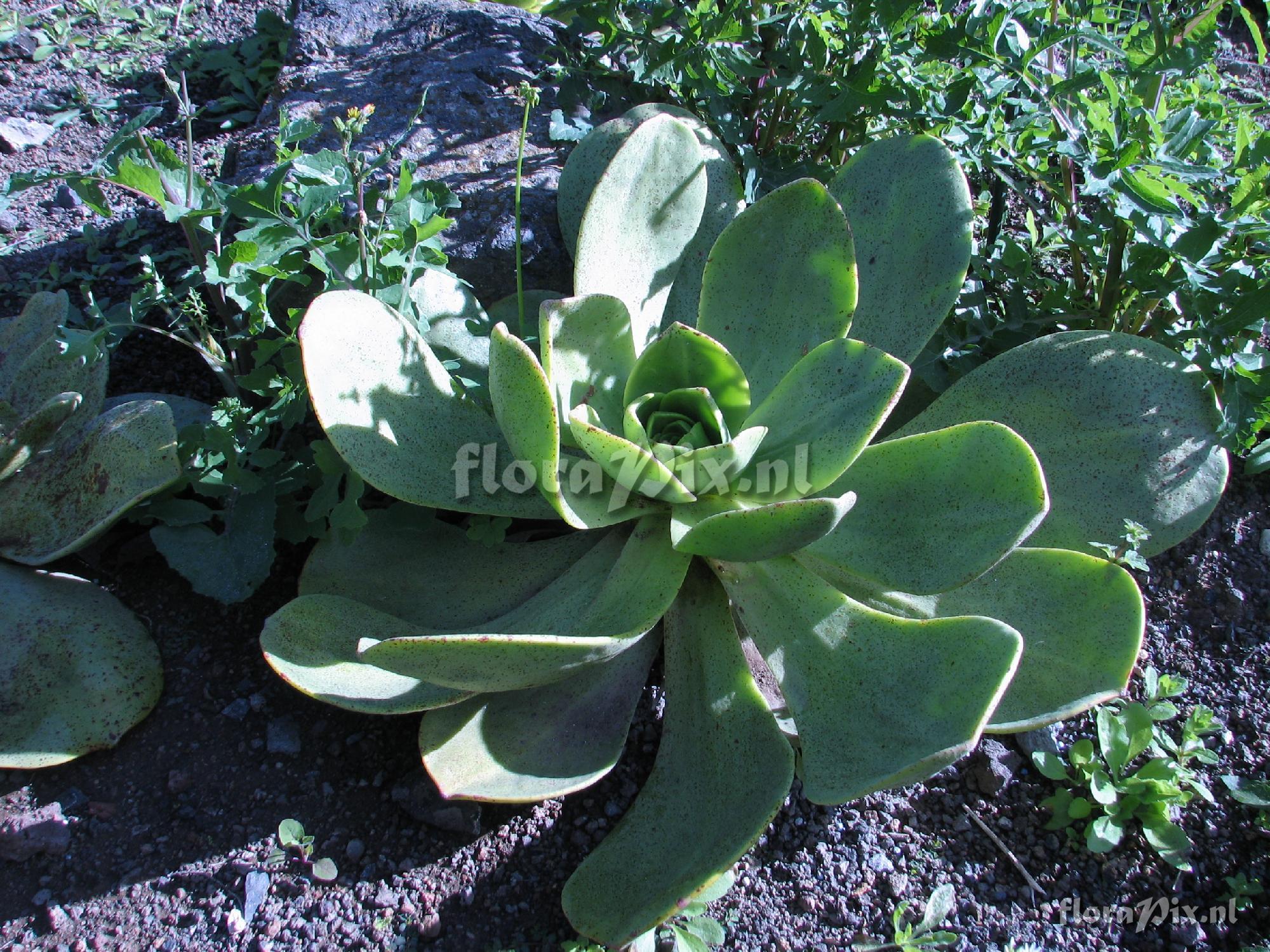 Aeonium nobile