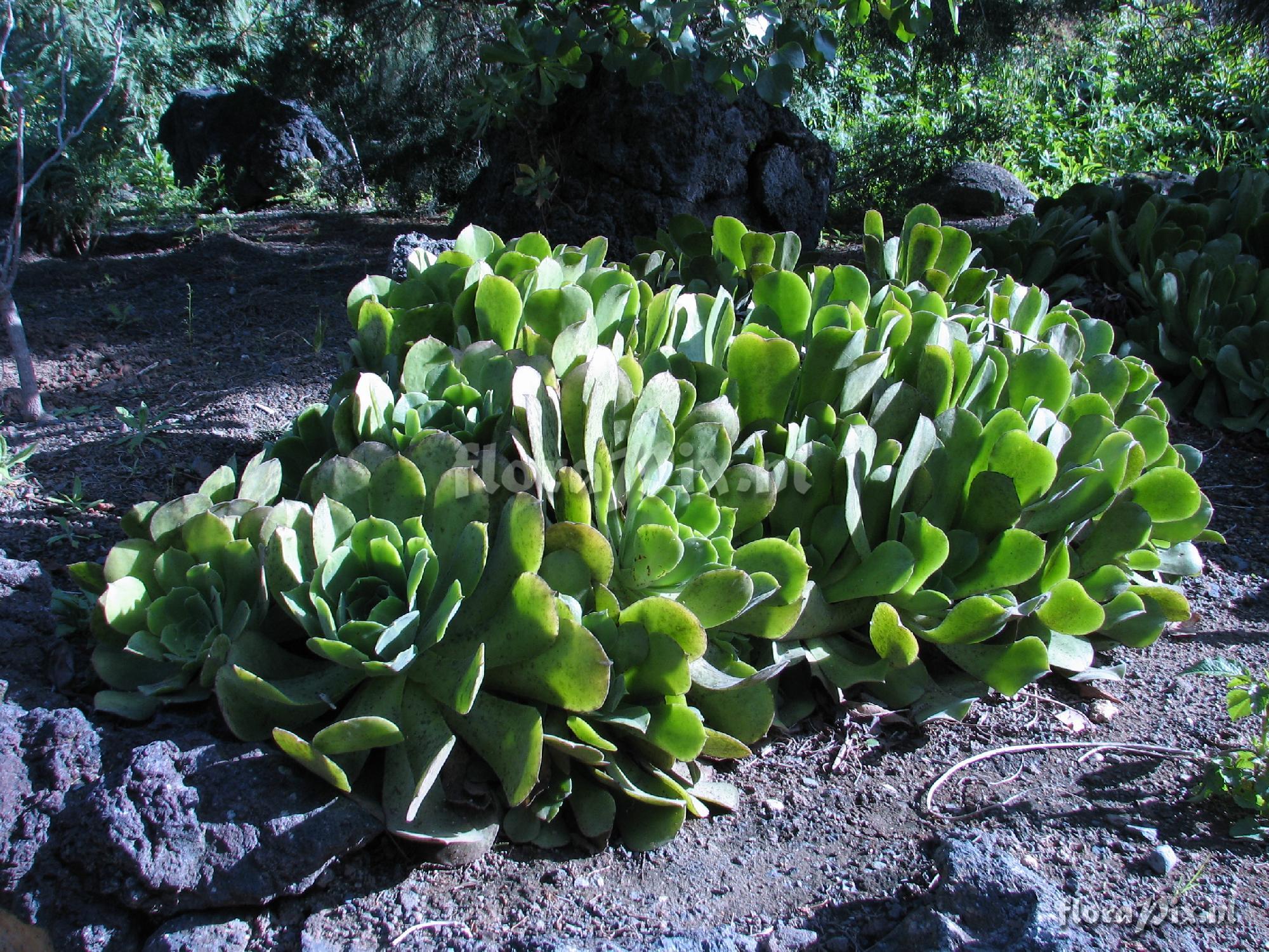 Aeonium nobile