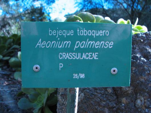 Aeonium palmense