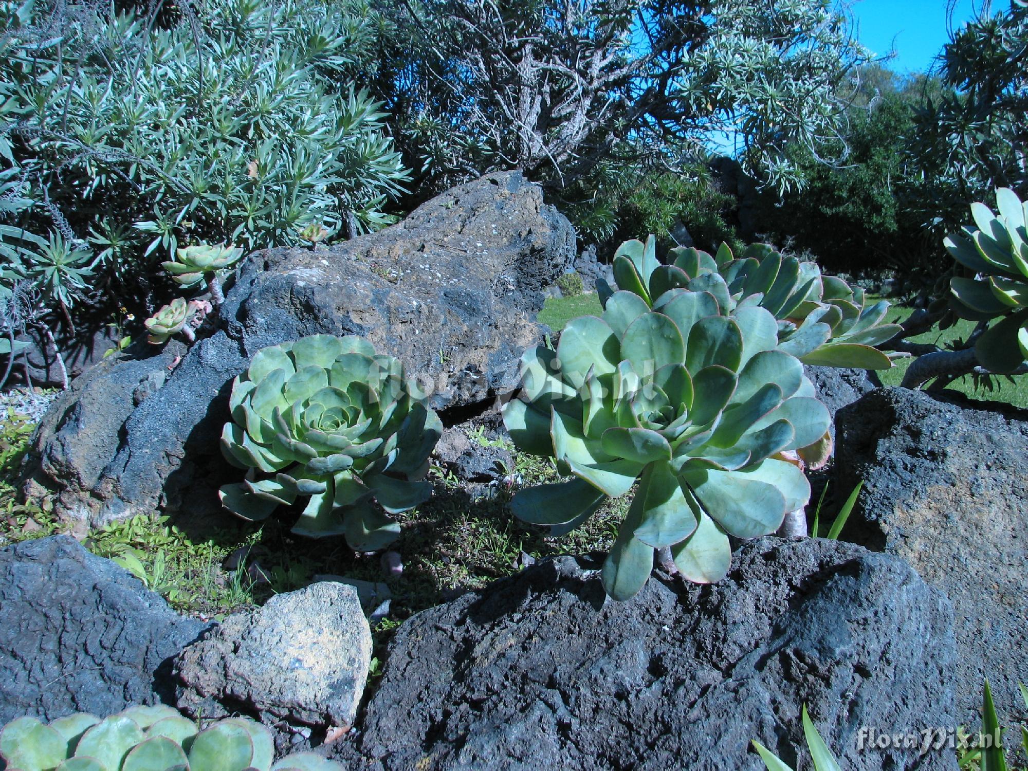 Aeonium palmense