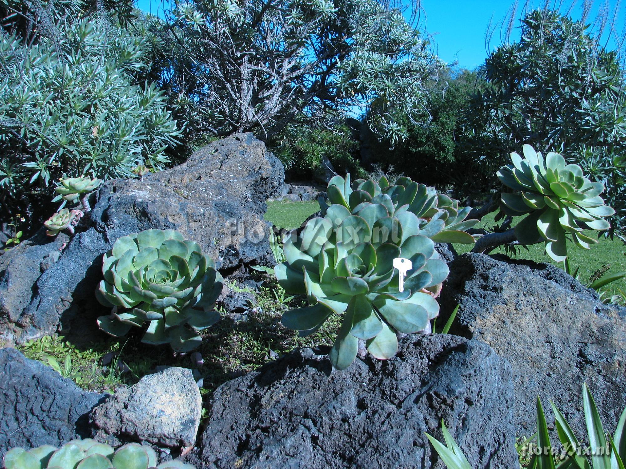 Aeonium palmense