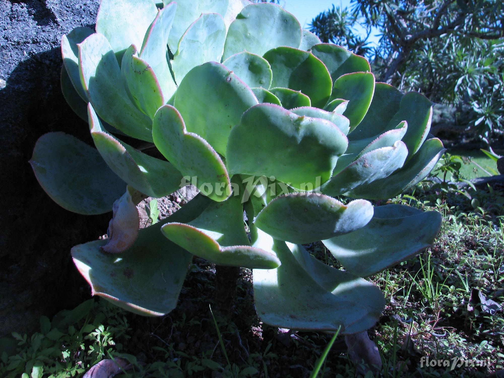 Aeonium hierrense