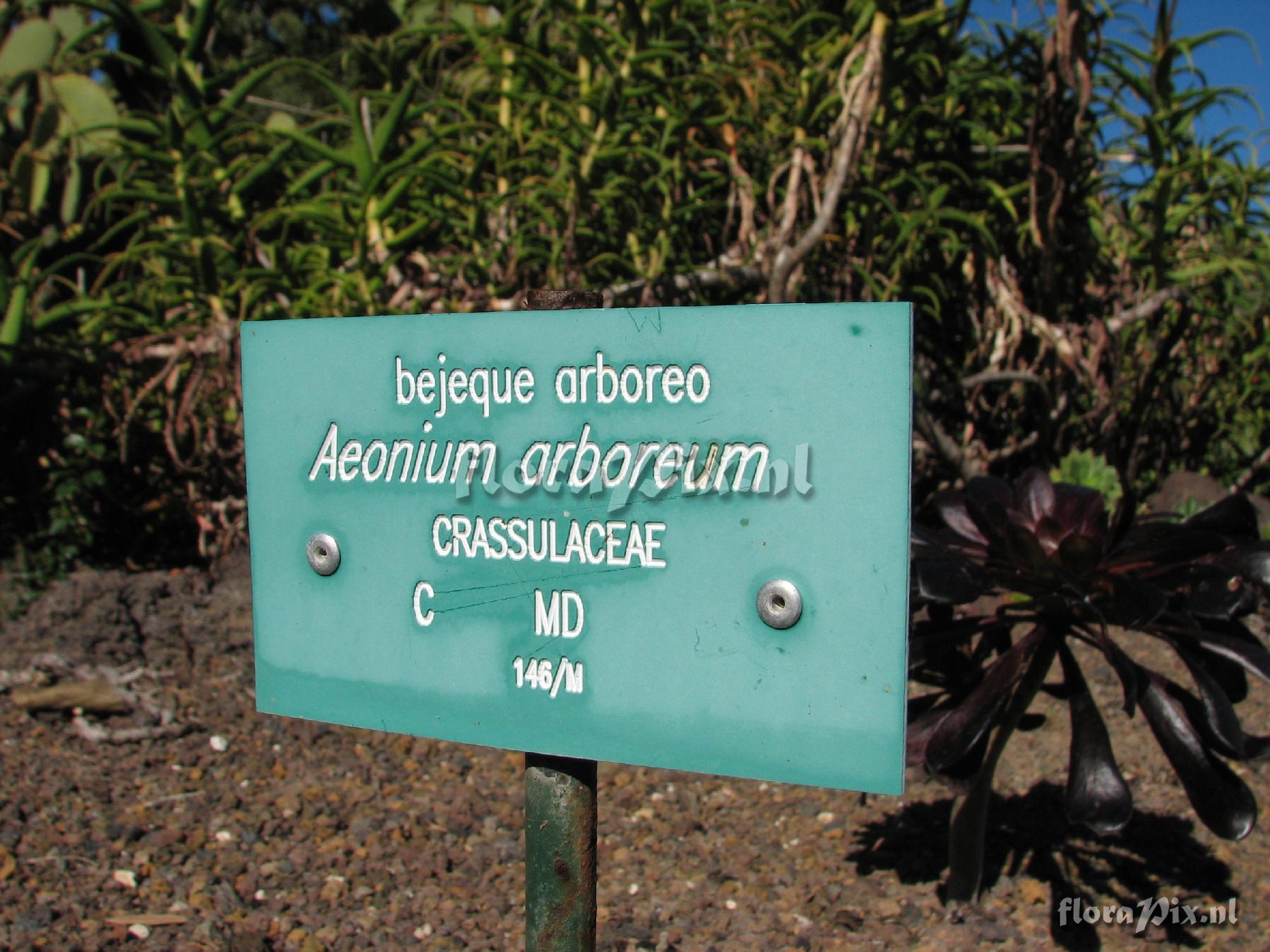 Aeonium arboreum