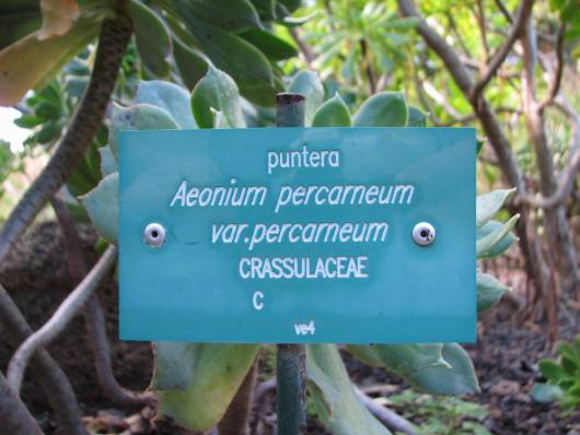 Aeonium percarneum var. percarneum