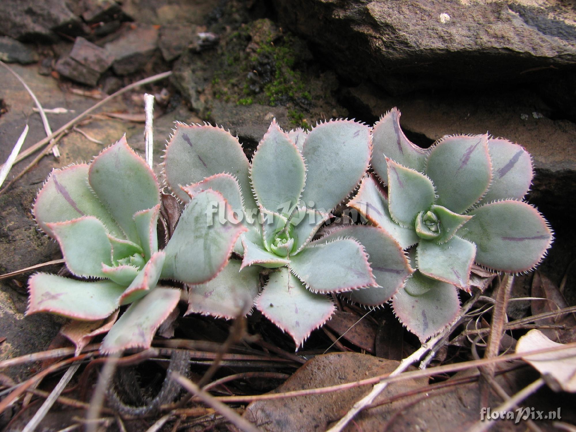 Aeonium percarneum var. percarneum