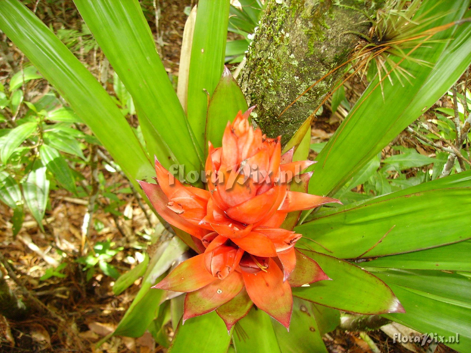 Tillandsia yunckeri