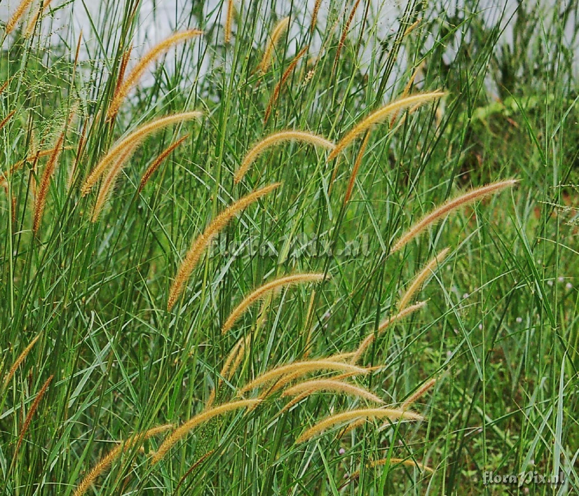 Cortaderia sp. Poaceae