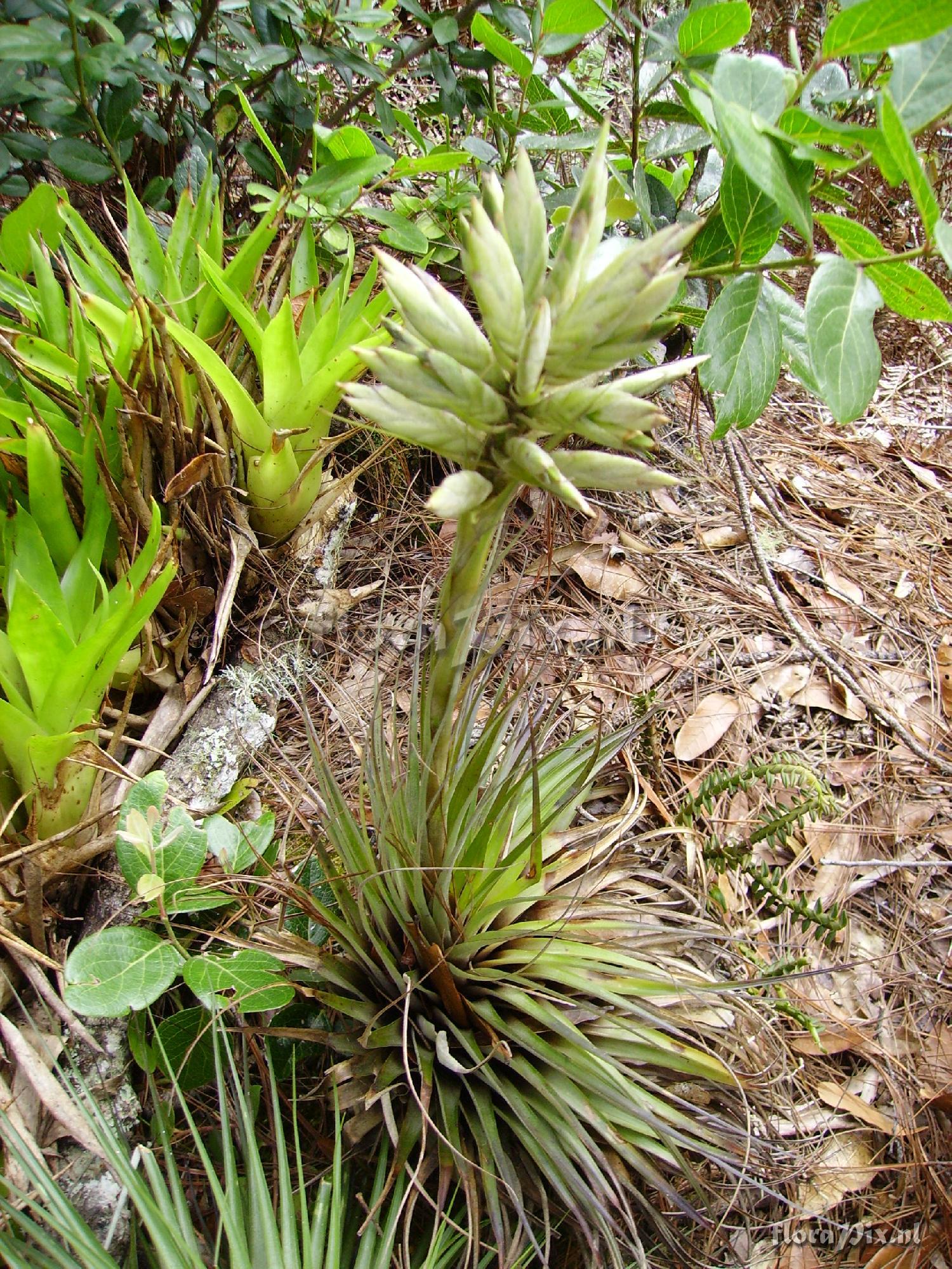 Tillandsia vicentina