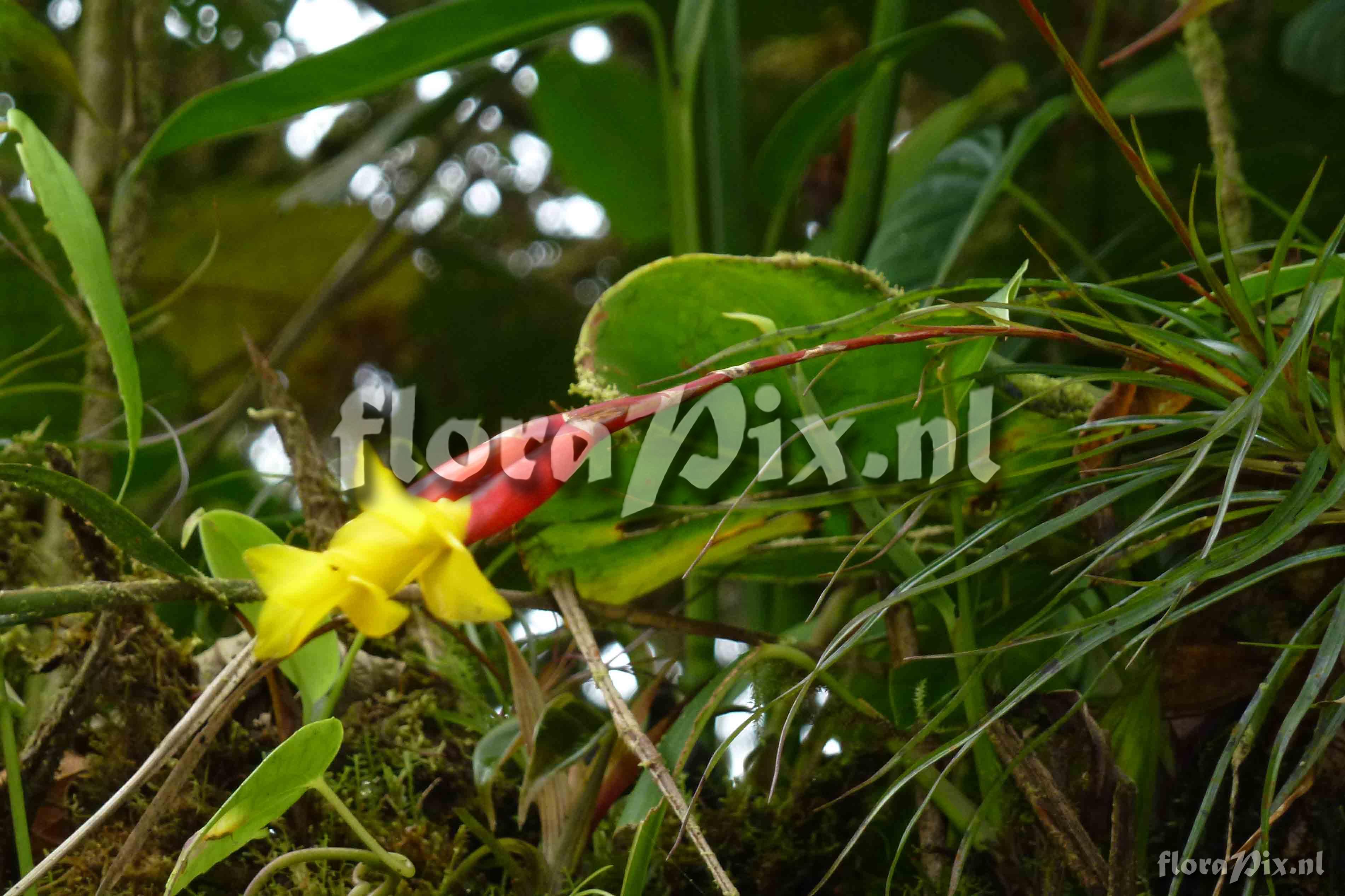 Guzmania oligantha