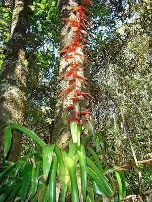 Tillandsia guatemalensis