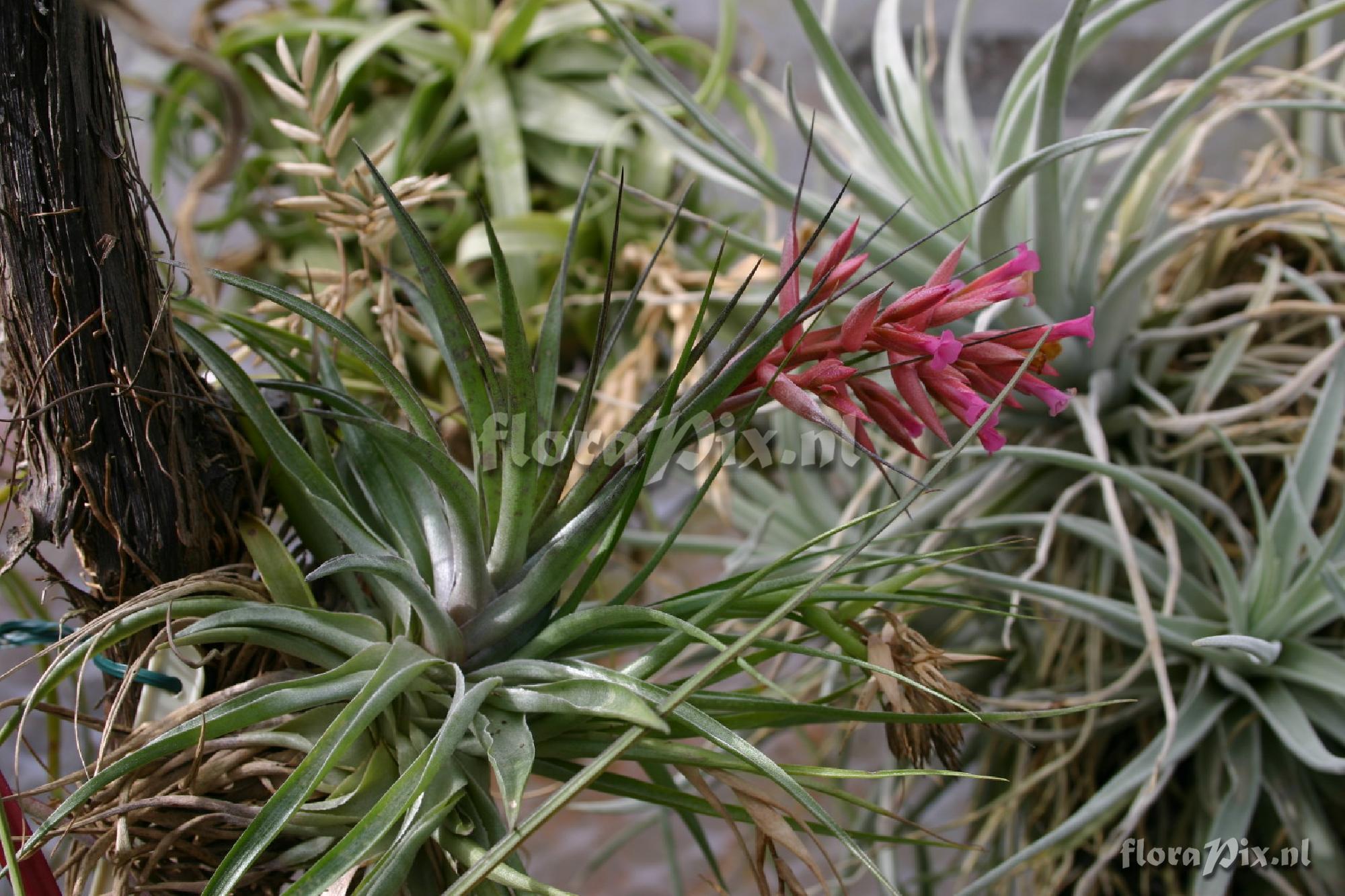 Tillandsia geminiflora