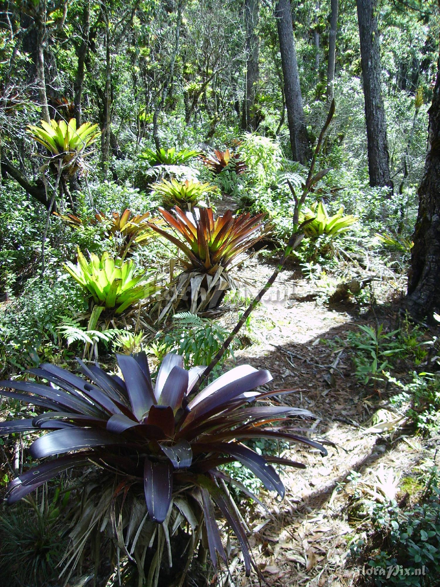 Werauhia werckleana