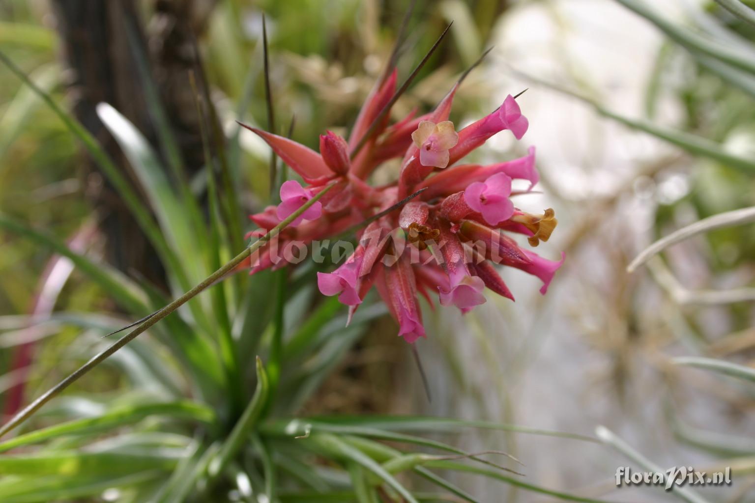 Tillandsia geminiflora