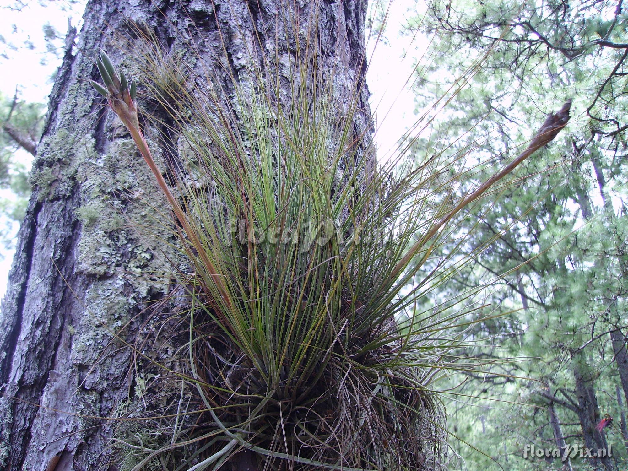 Tillandsia juncea