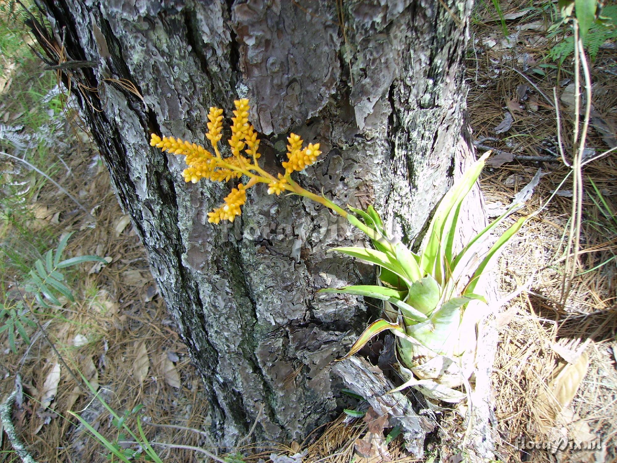 Catopsis subulata