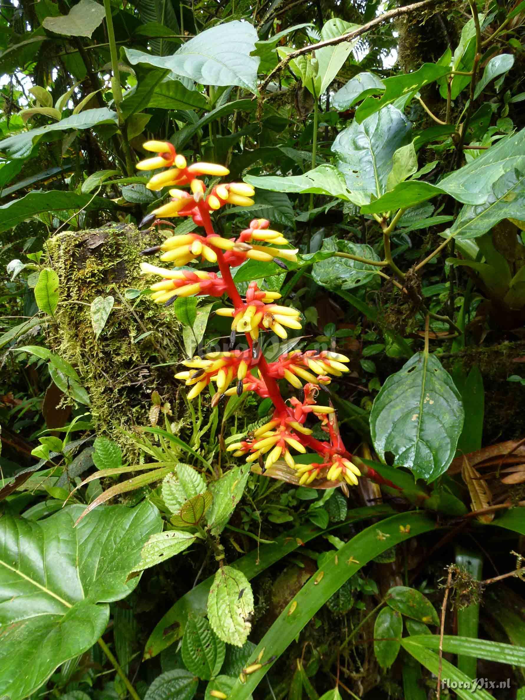 Guzmania scherzeriana