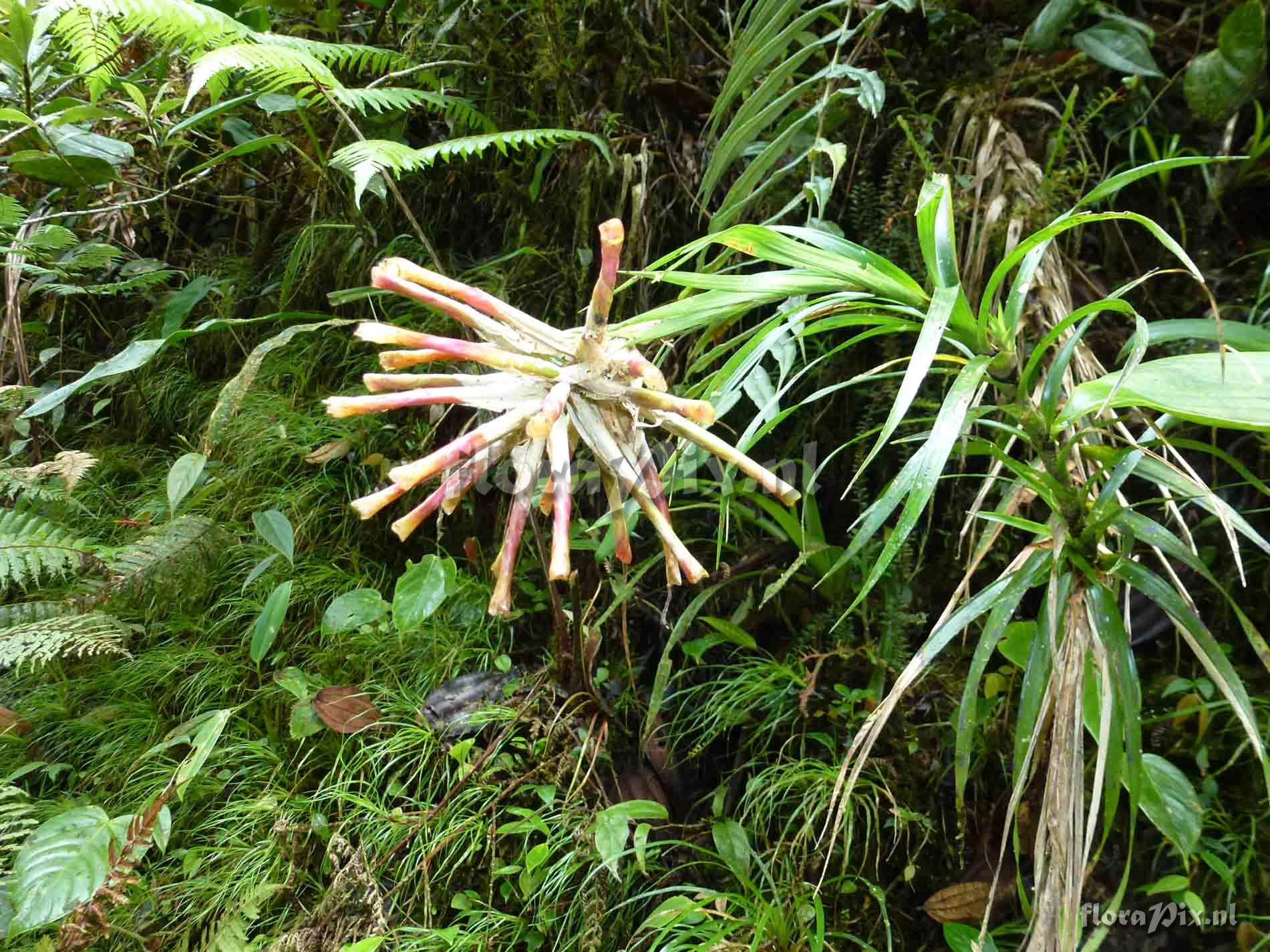 Guzmania caricifolia ?