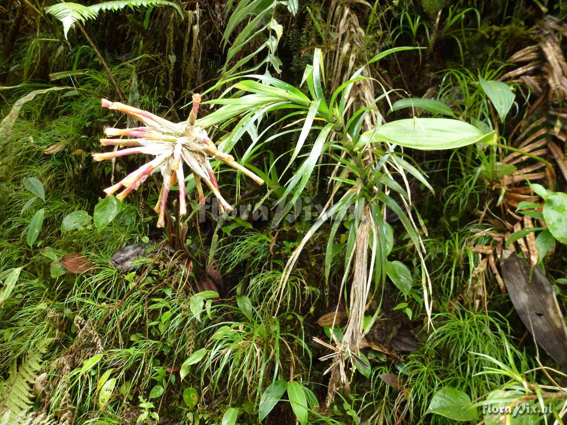 Guzmania caricifolia ?