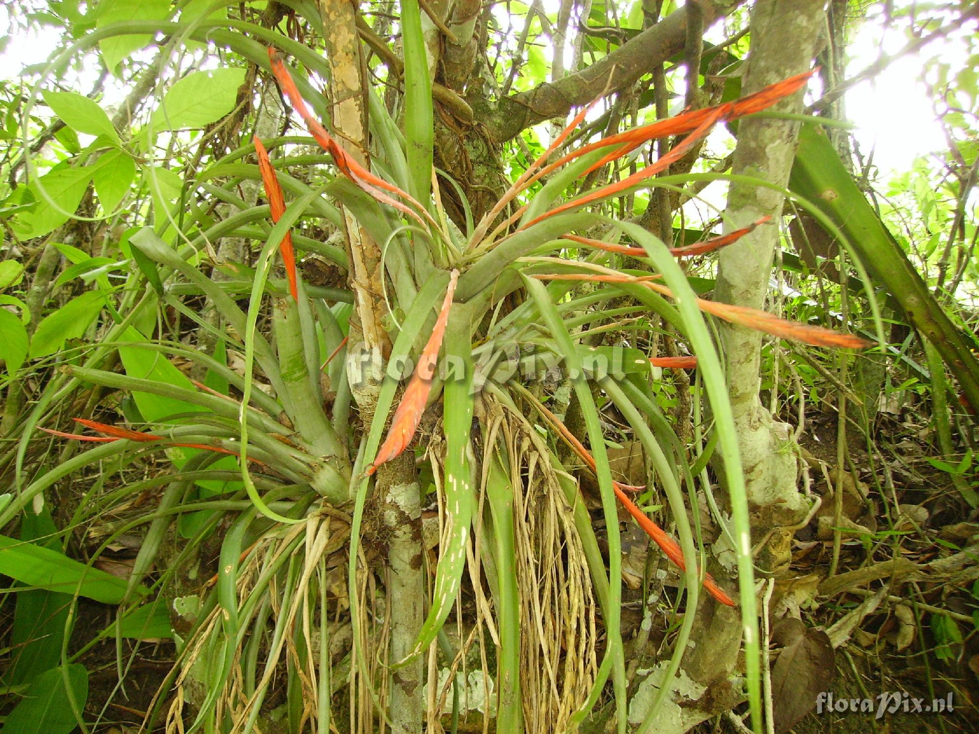 Tillandsia flabellata