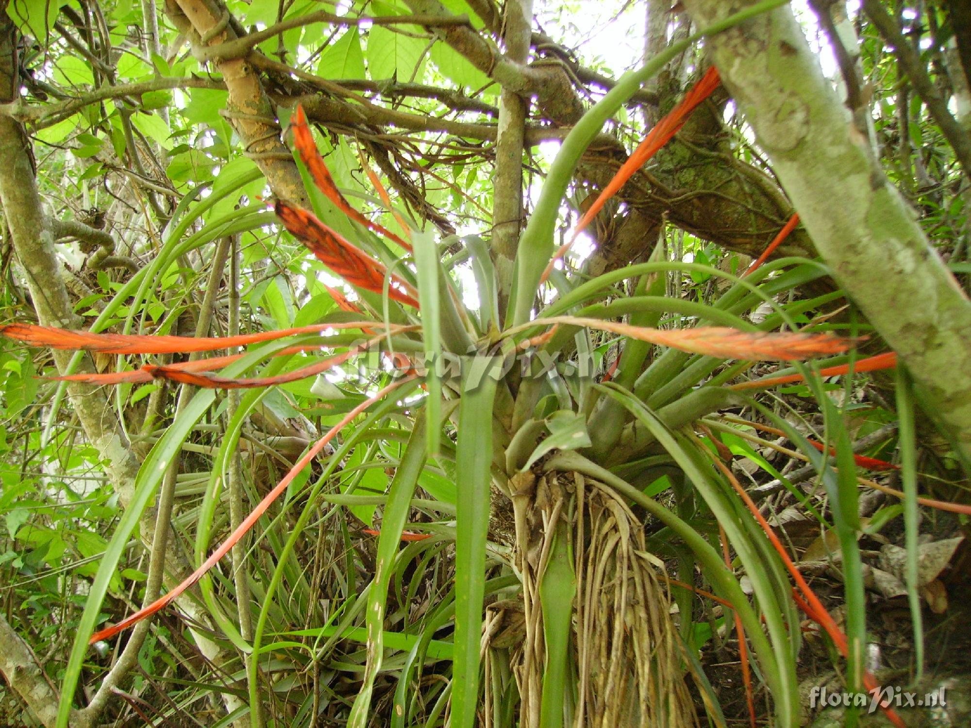 Tillandsia flabellata