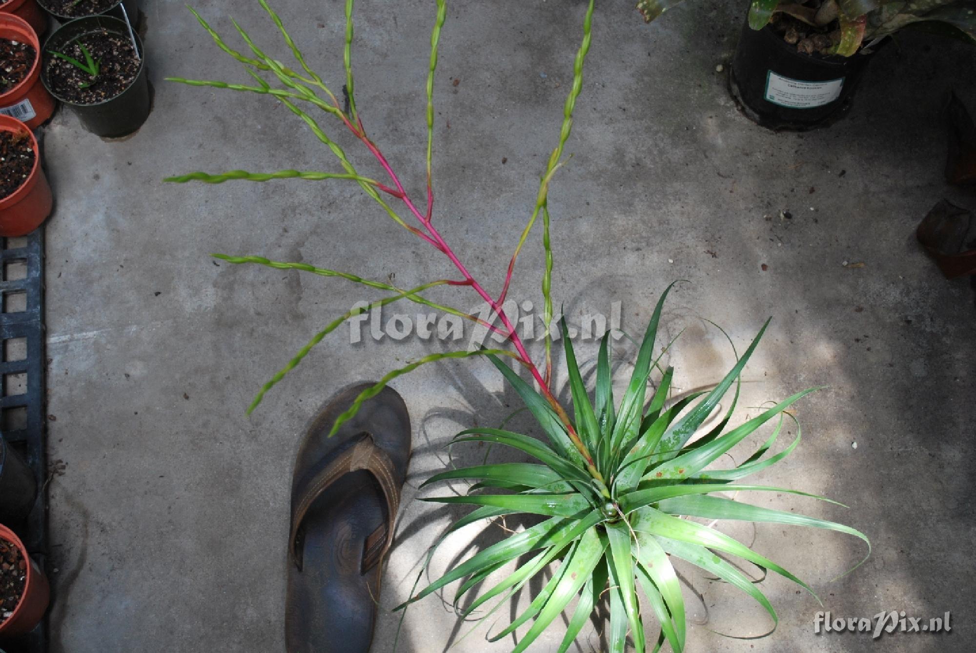 Tillandsia elusiva