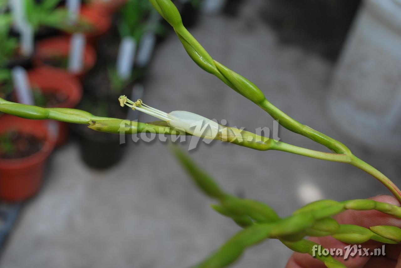 Tillandsia elusiva