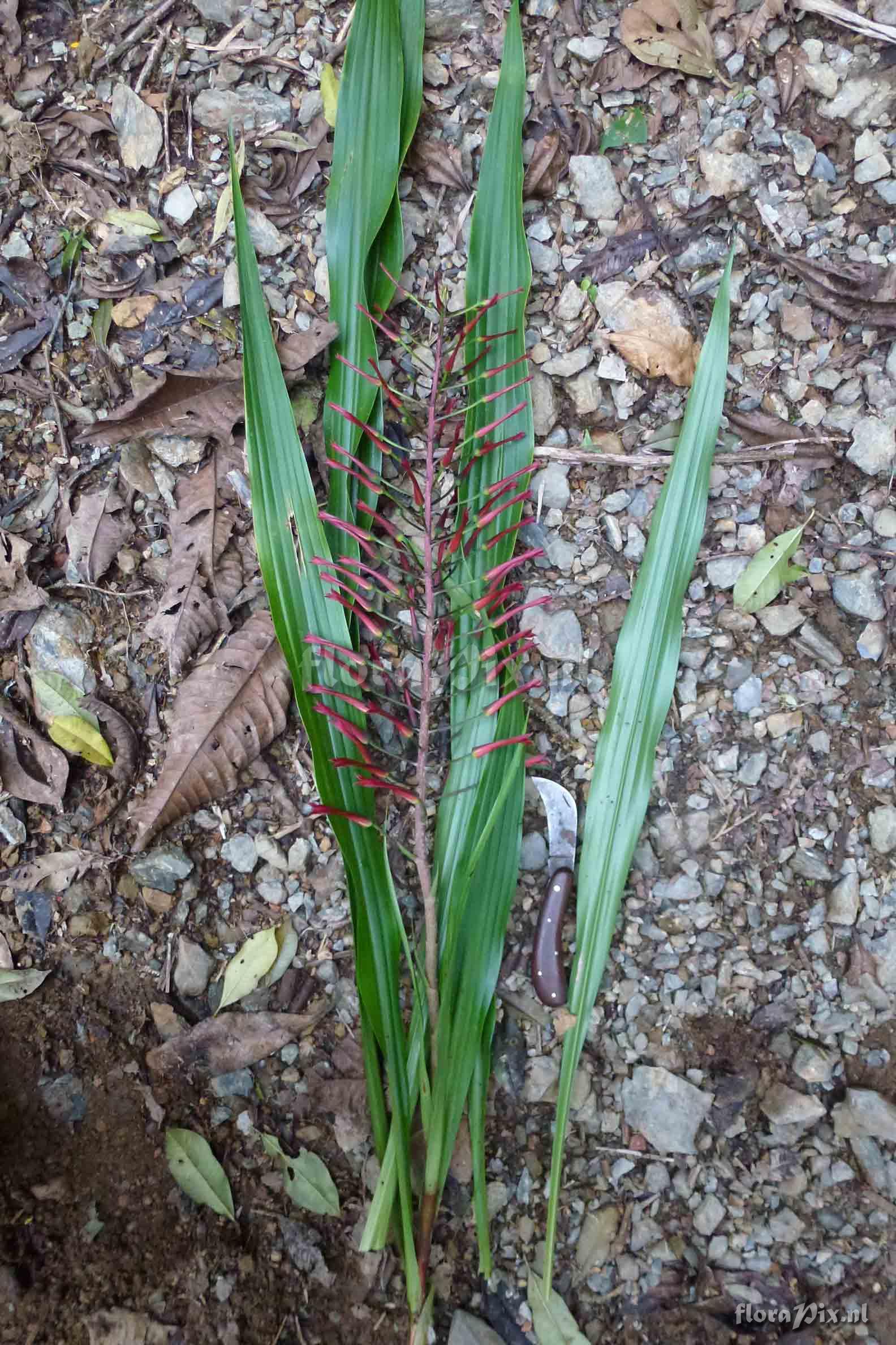 Pitcairnia sp?