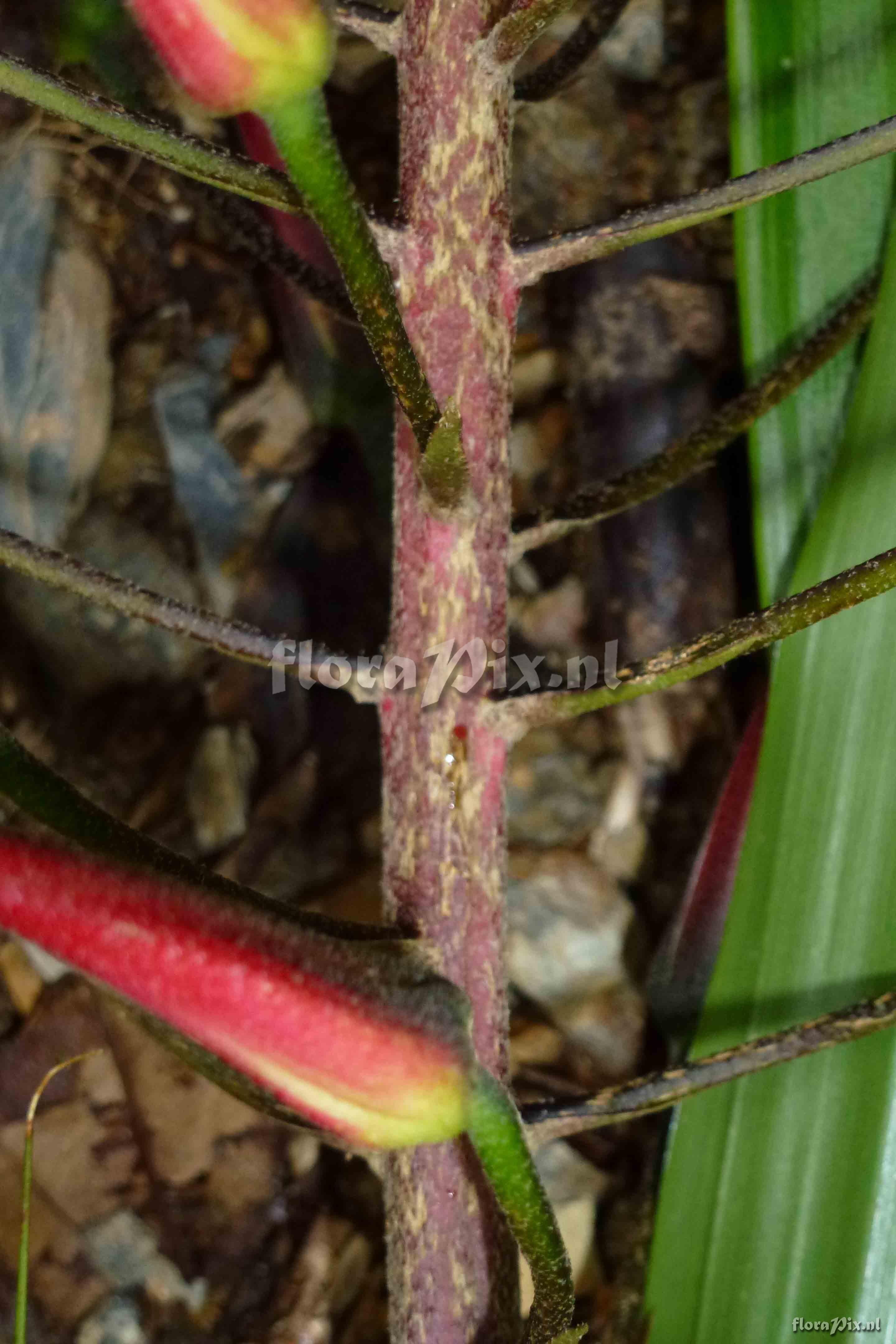 Pitcairnia sp?