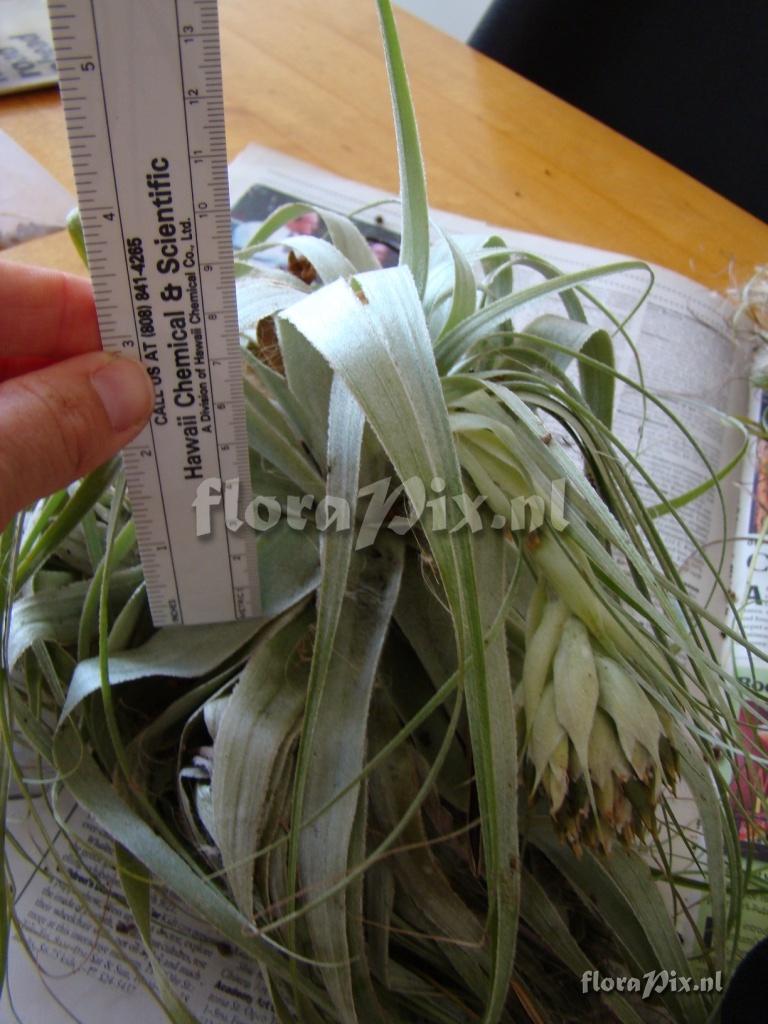 Tillandsia gardneri