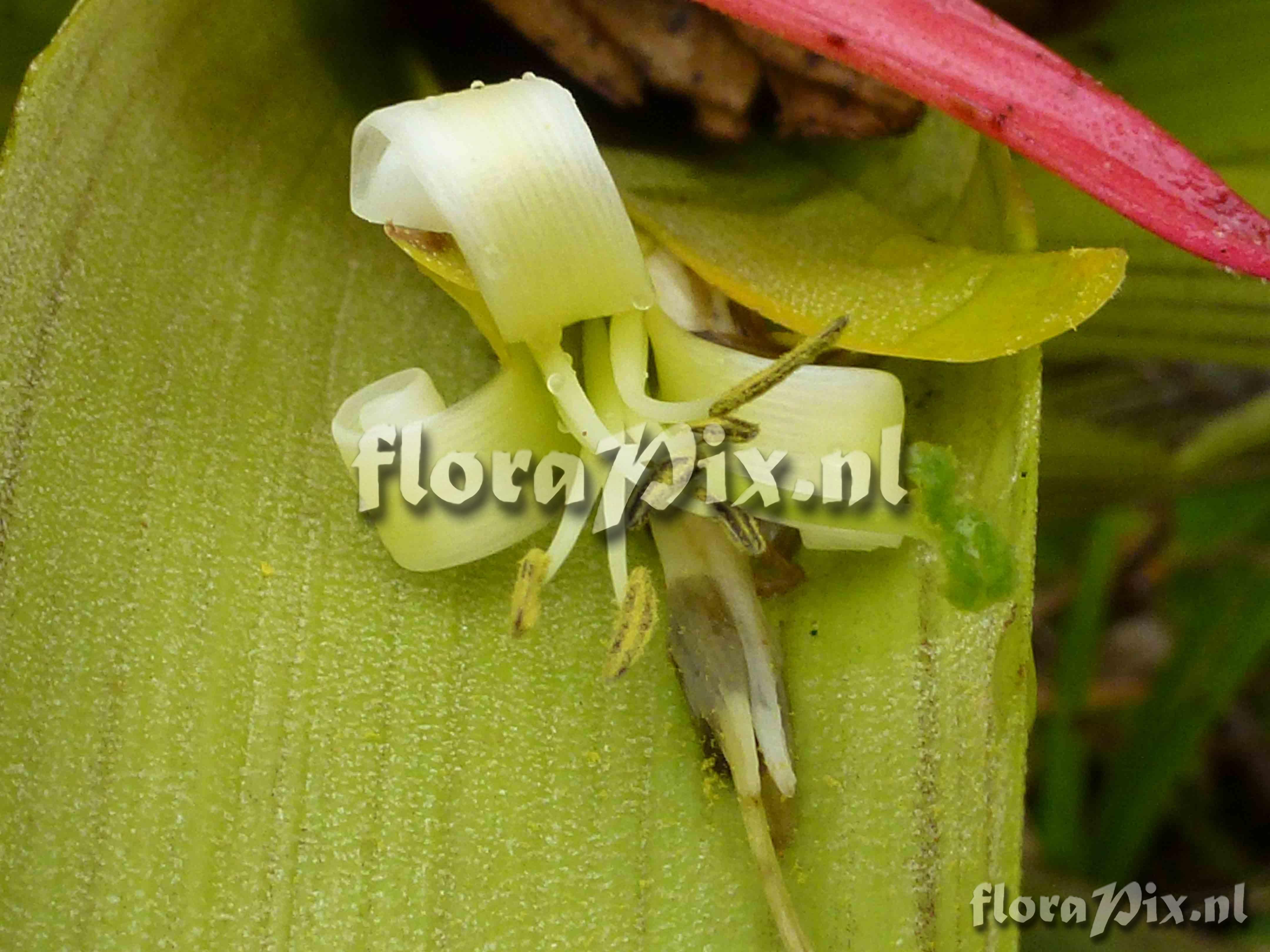 Guzmania adscendens