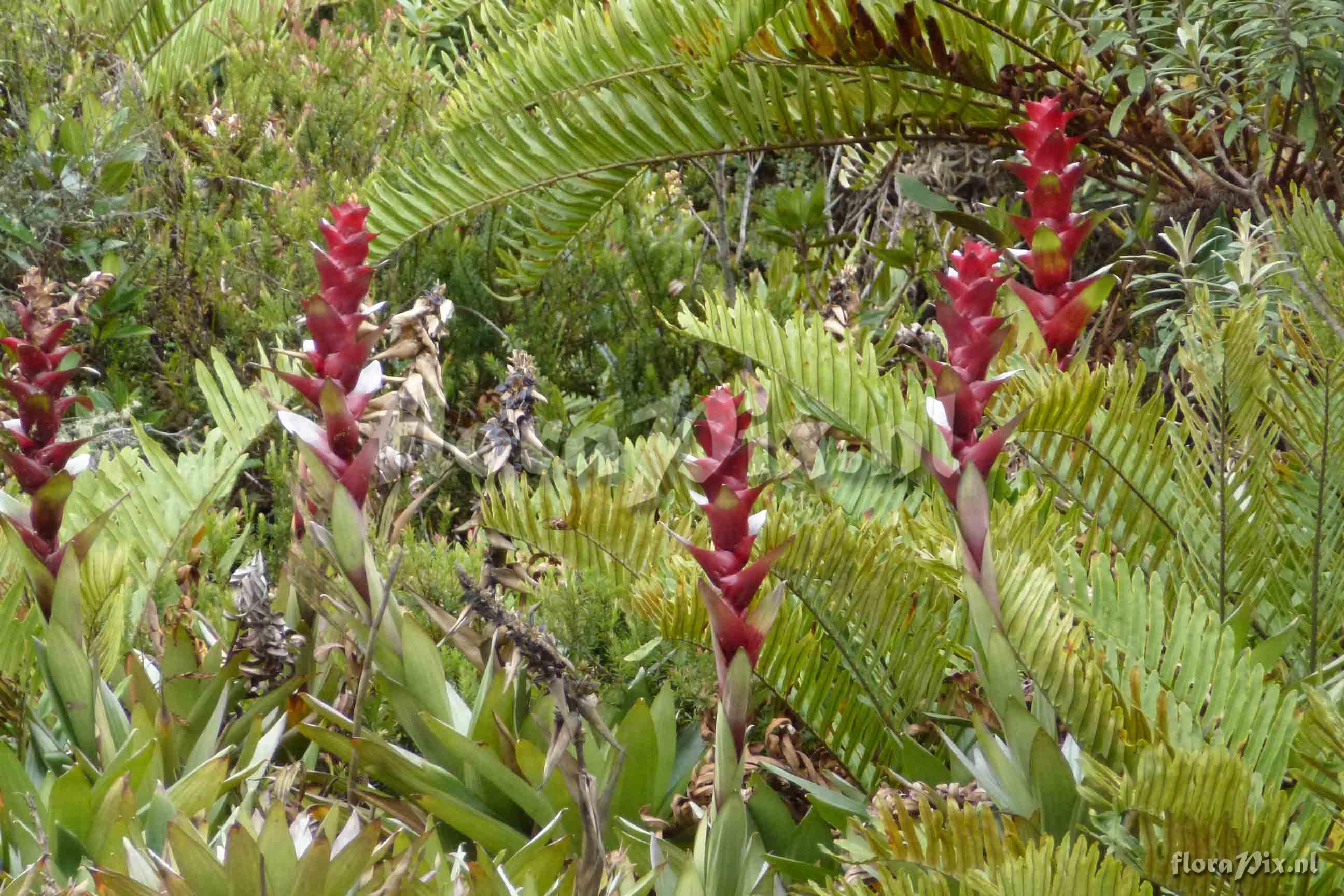 Guzmania lychnis