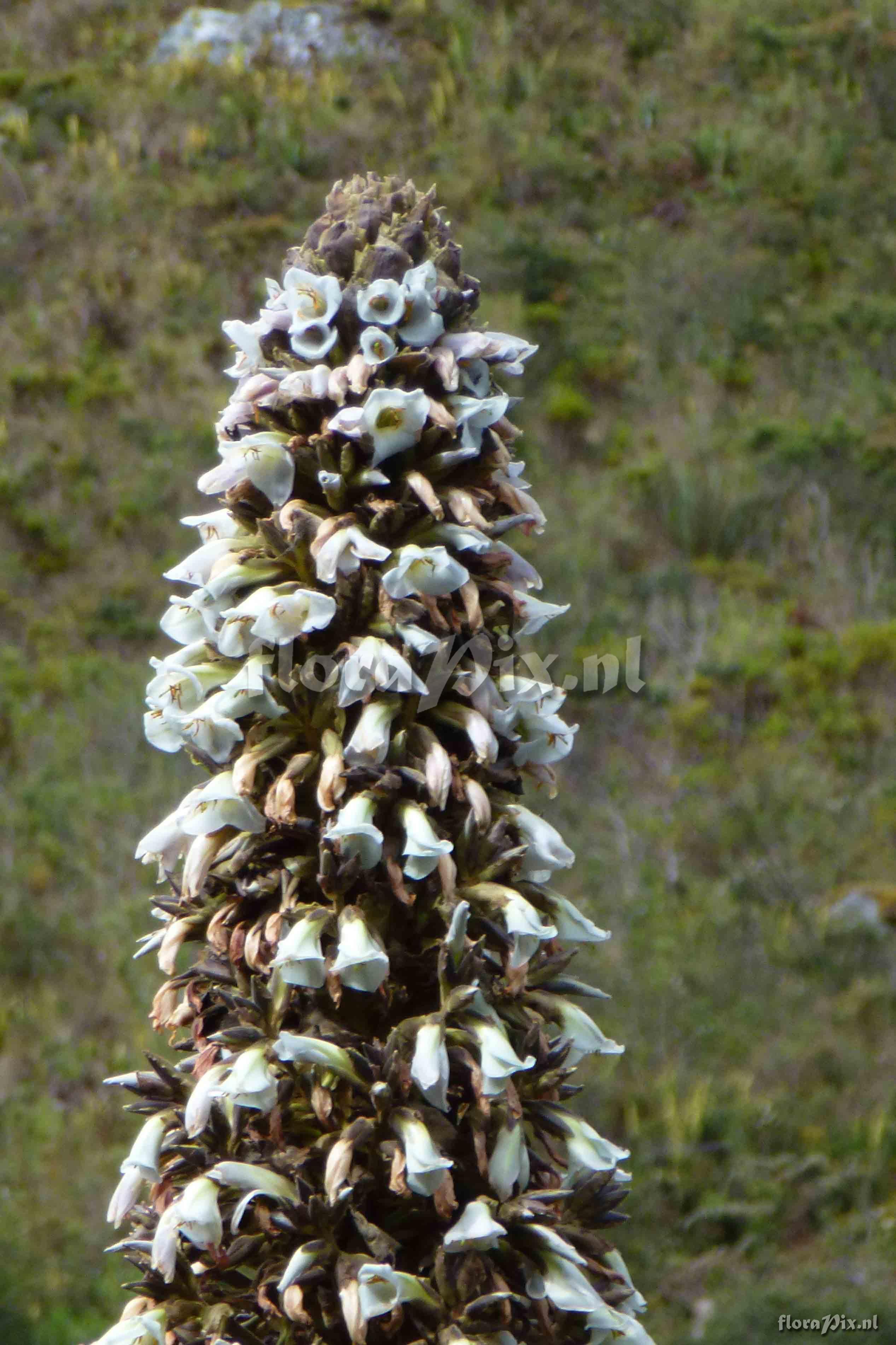 Puya sp. ?