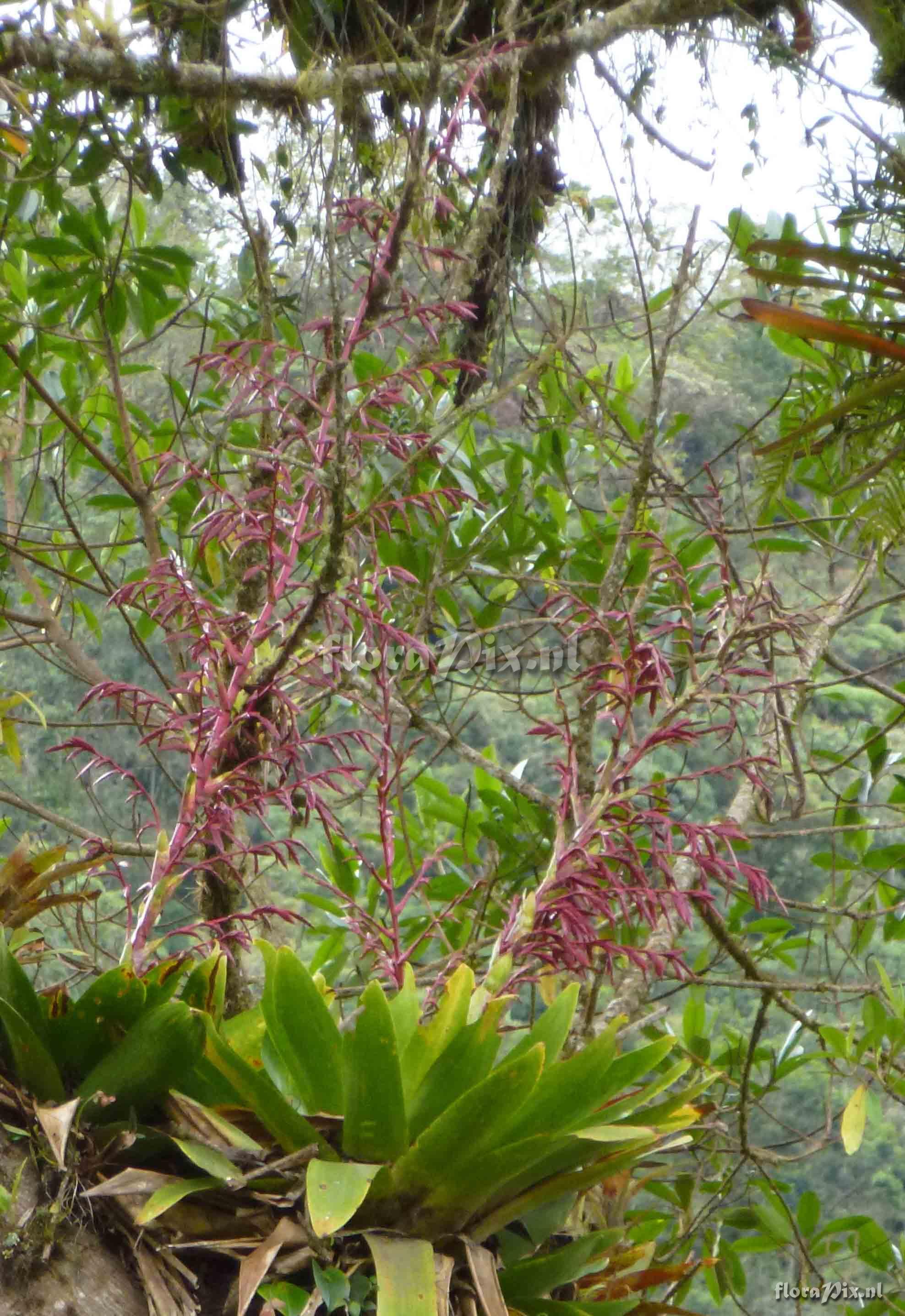 Tillandsia ?