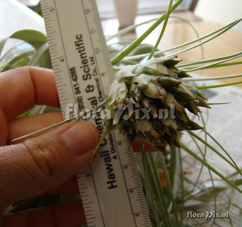 Tillandsia gardneri