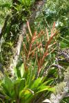 Cipuropsis rubra