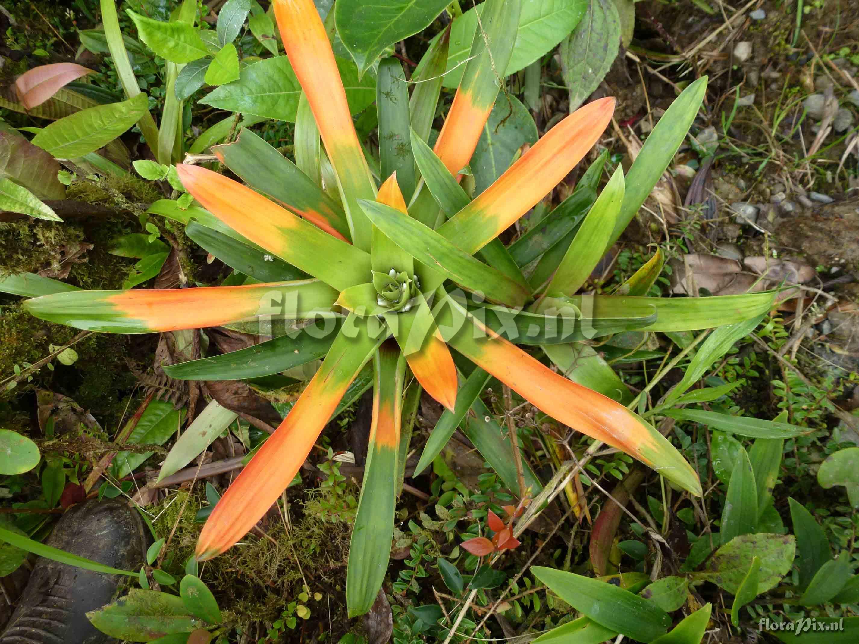 Guzmania sp?