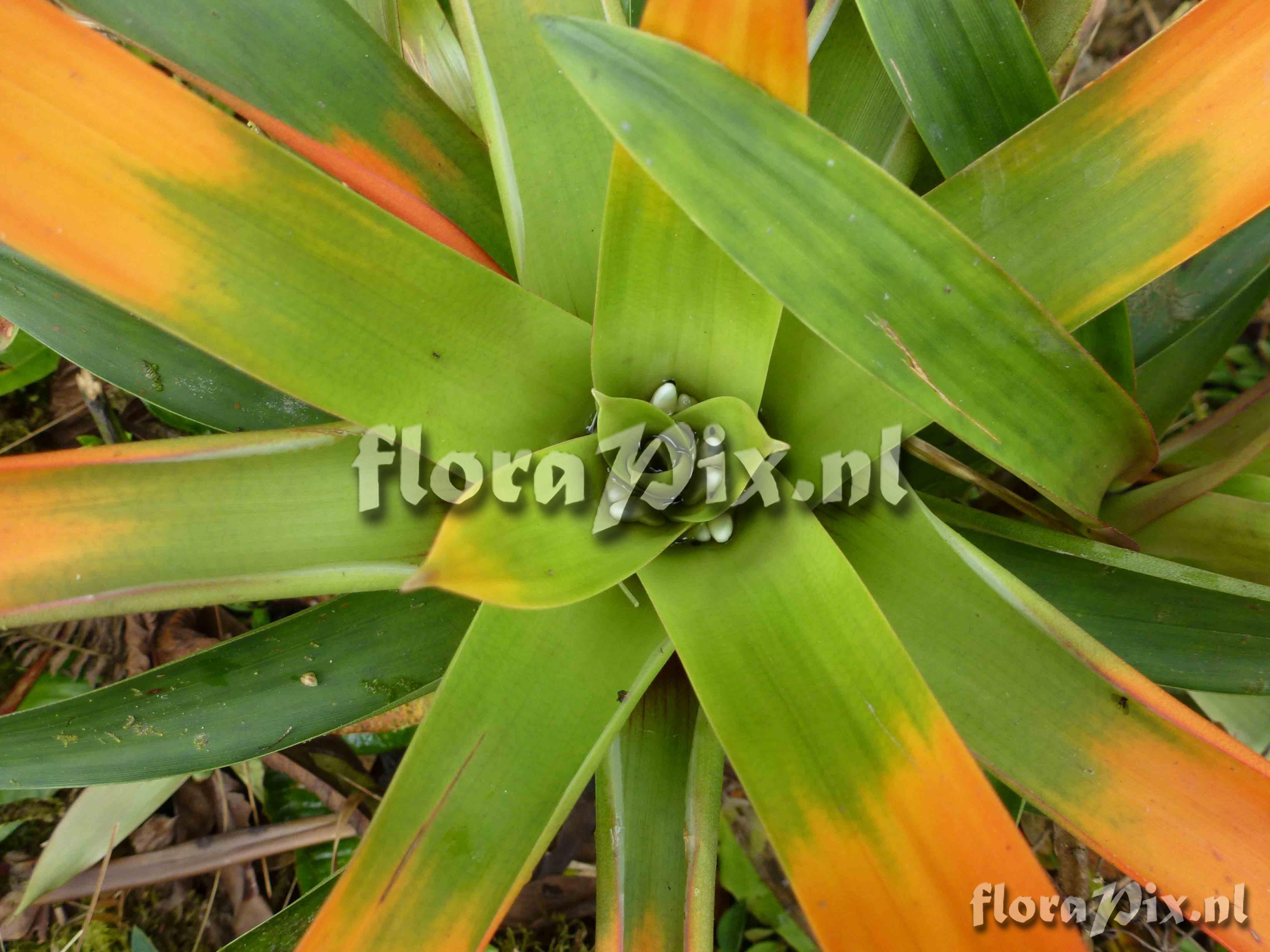 Guzmania sp?