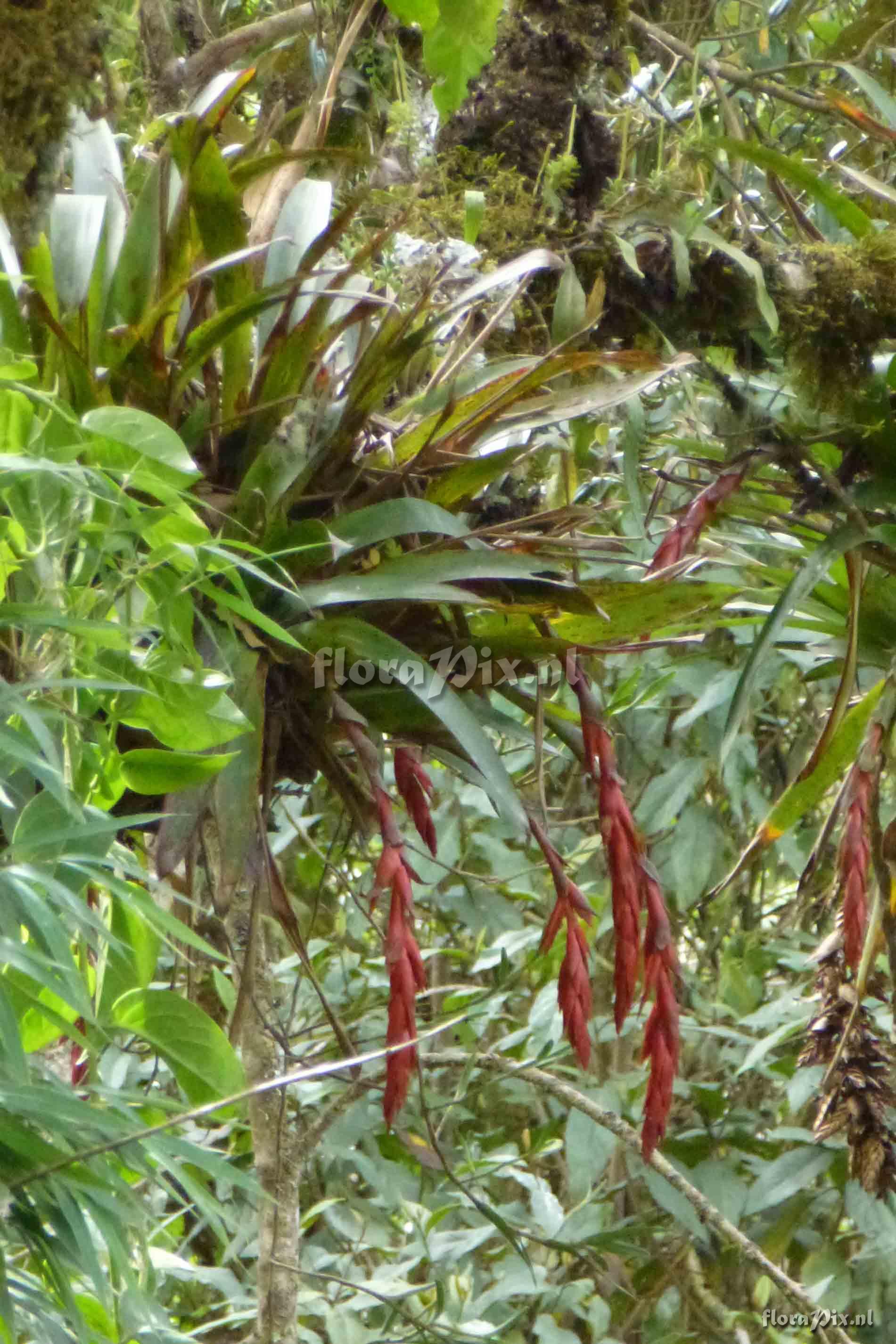 Tillandsia cf carrierei