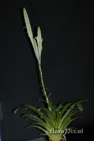 Tillandsia heterophylla